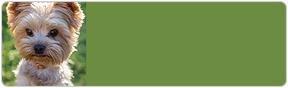 Yorkshire Terrier Address Labels
