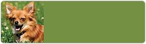 Chihuahua Address Labels