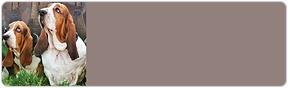 Basset Hound Address Labels