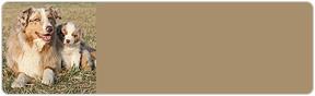 Australian Shepherd Address Labels