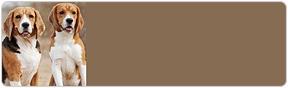 Beagle Address Labels