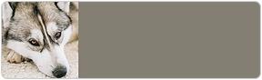 Siberian Husky Address Labels