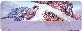 Steve Sundram Sea Turtles Address Labels