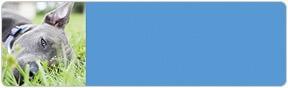 Pit Bull Address Labels
