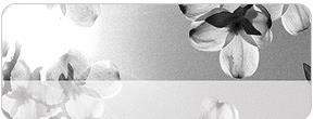 Dramatic Dogwoods Address Labels