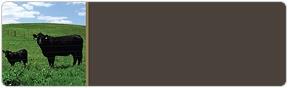 Black Angus Cows Address Labels