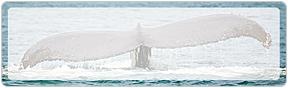 Whale Tails Address Labels